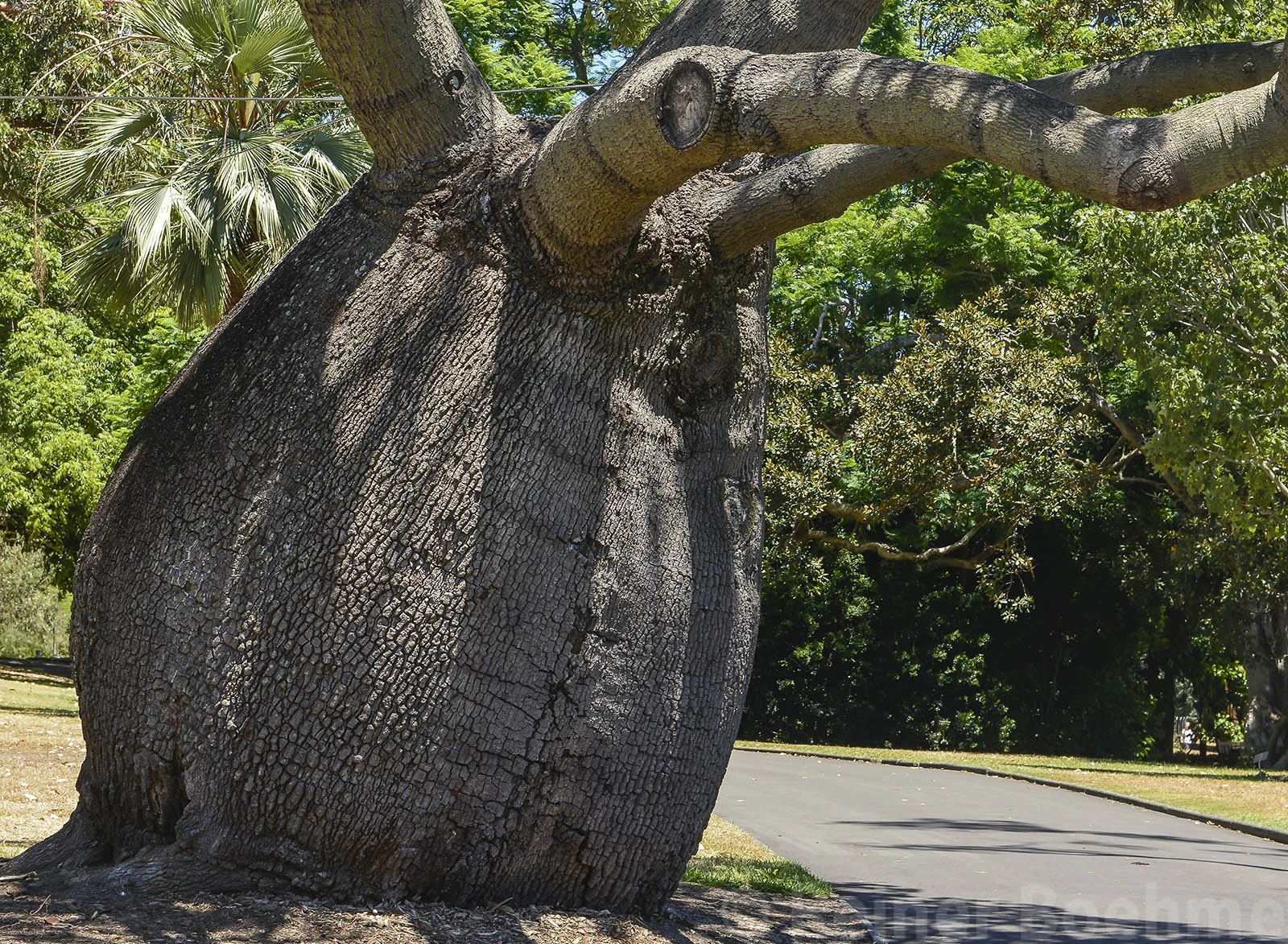In the park III, Sydney – photo by Reiner Boehme