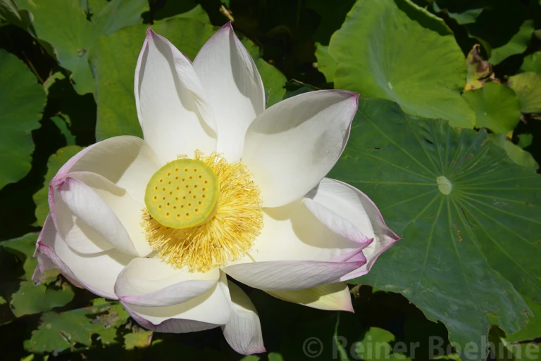 Lotus