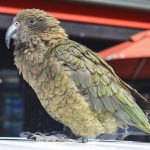 Kea Alpine parrot