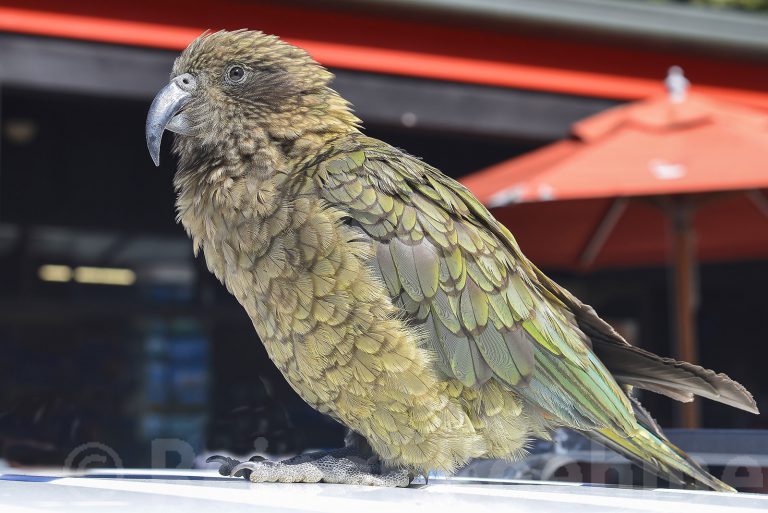 Kea Alpine parrot