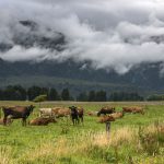 And many cows