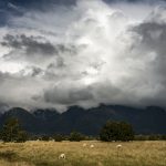 60 million sheep