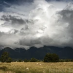 60 million sheep