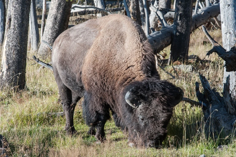 Lone buffalo in the village