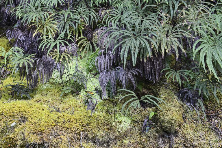 Plants