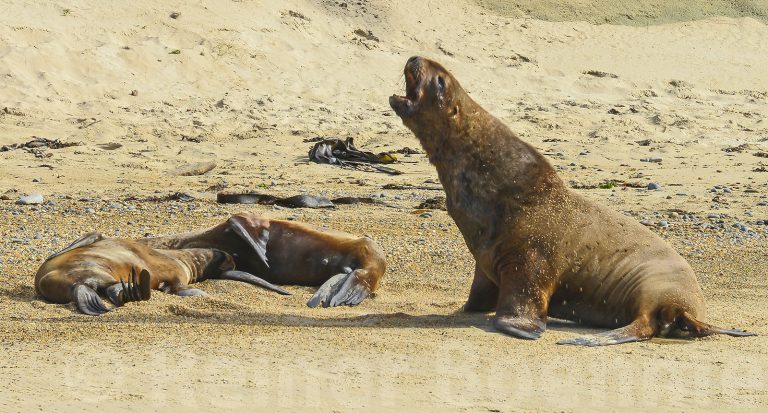 Sea lion doesn’t like my presence