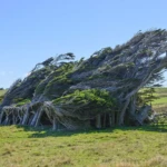 Prevailing wind