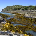Kelp