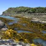 Kelp