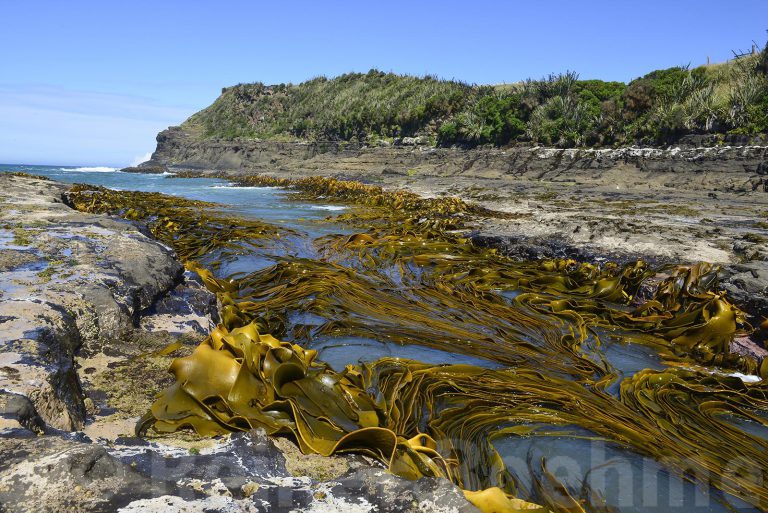 Kelp