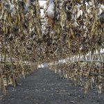 Reykjanes: Drying fish