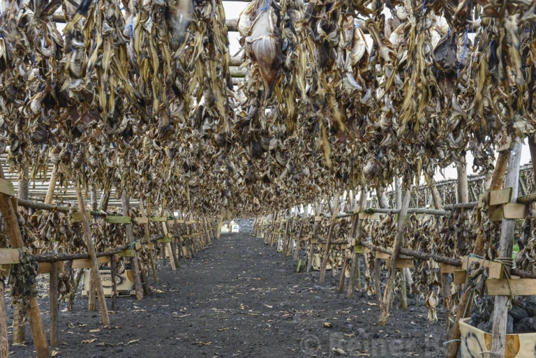 Reykjanes: Drying fish
