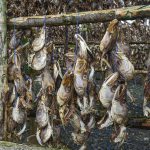 Drying fish