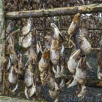 Drying fish