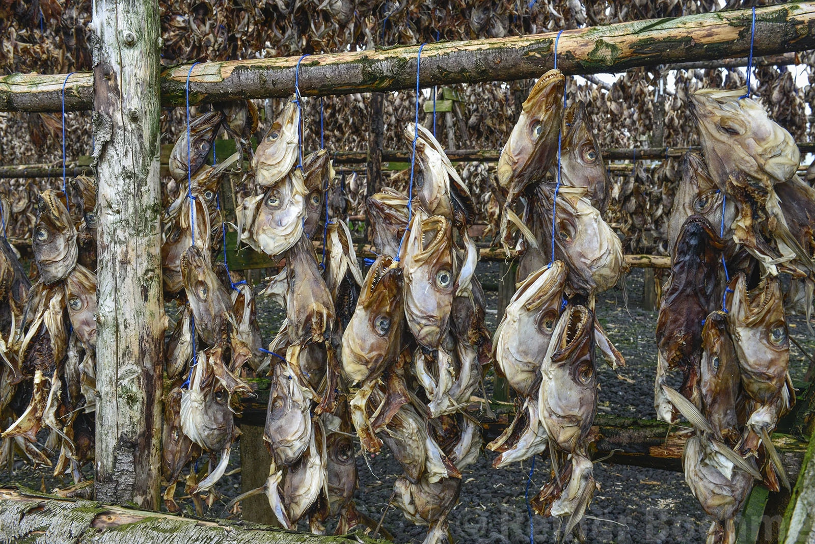 Drying fish, Iceland – photo by Reiner Boehme