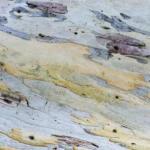 Eucalyptus tree bark