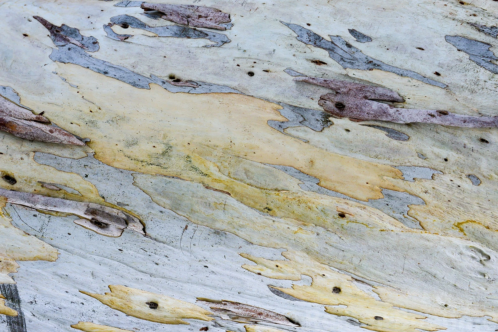 Eucalyptus tree bark, Sydney – photo by Reiner Boehme