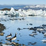 Jökulsarlon IV