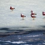 Laguna Colorada