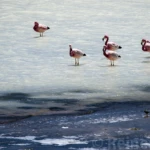 Laguna Colorada