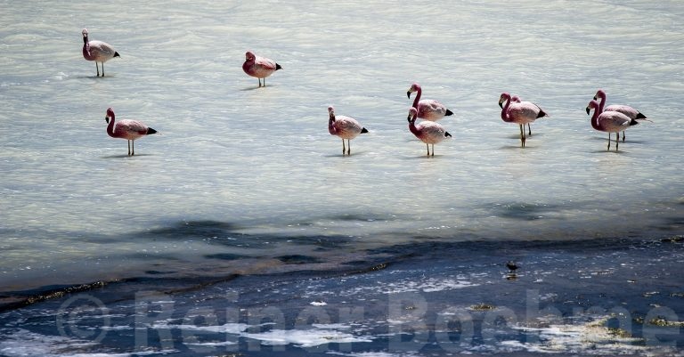 Laguna Colorada