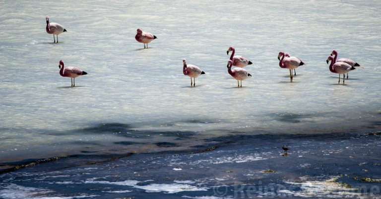 Laguna Colorada
