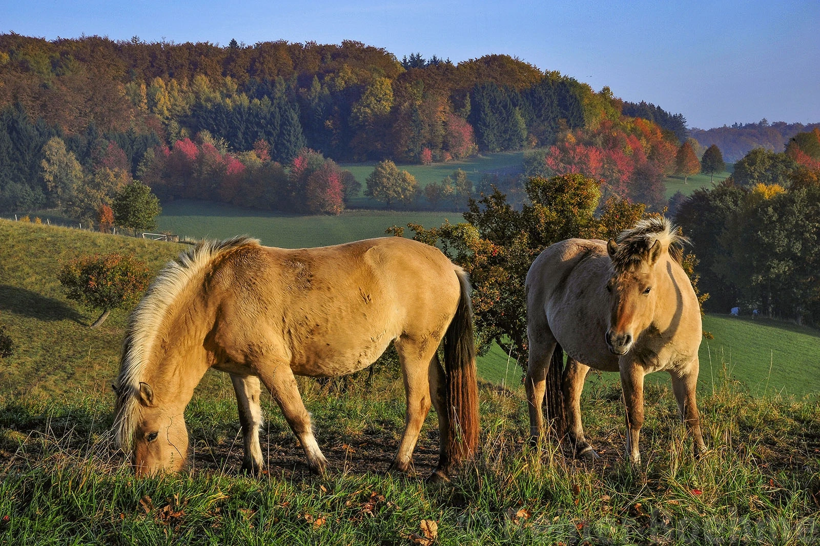 Nearby my home III, Odenwald – photo by Reiner Boehme