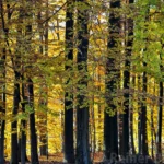 Nearby forest