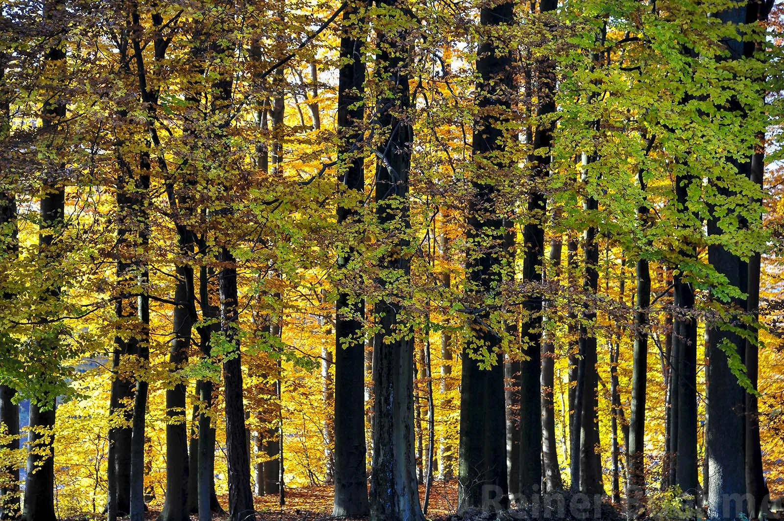 Nearby forest, Odenwald – photo by Reiner Boehme
