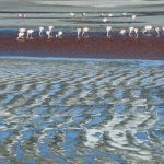 Laguna Colorada