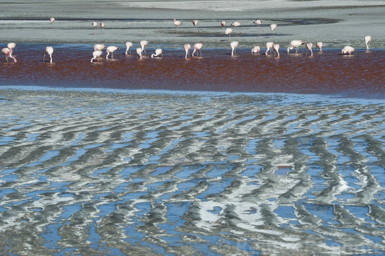 Laguna Colorada