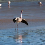 Laguna Colorada