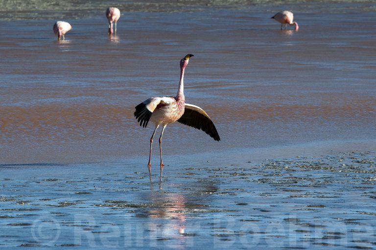 Laguna Colorada