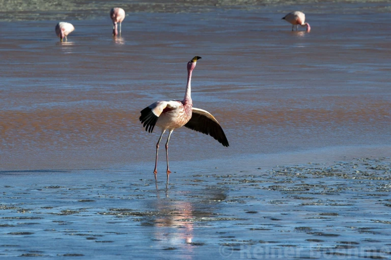 Laguna Colorada