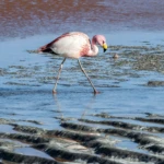 Laguna Colorada