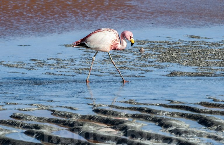 Laguna Colorada