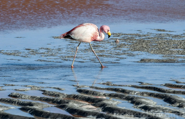 Laguna Colorada