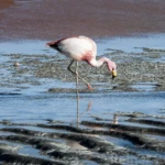Laguna colorada