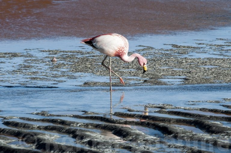Laguna colorada