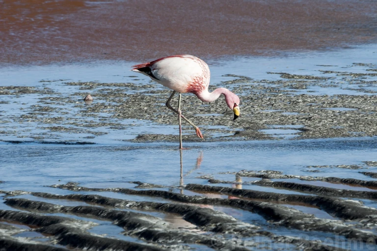 Laguna colorada