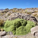 About 400 years old Yareta plant