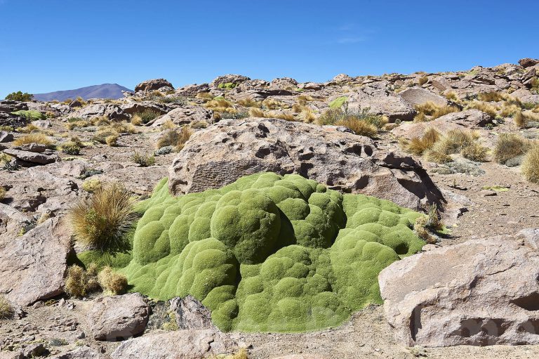 About 400 years old Yareta plant