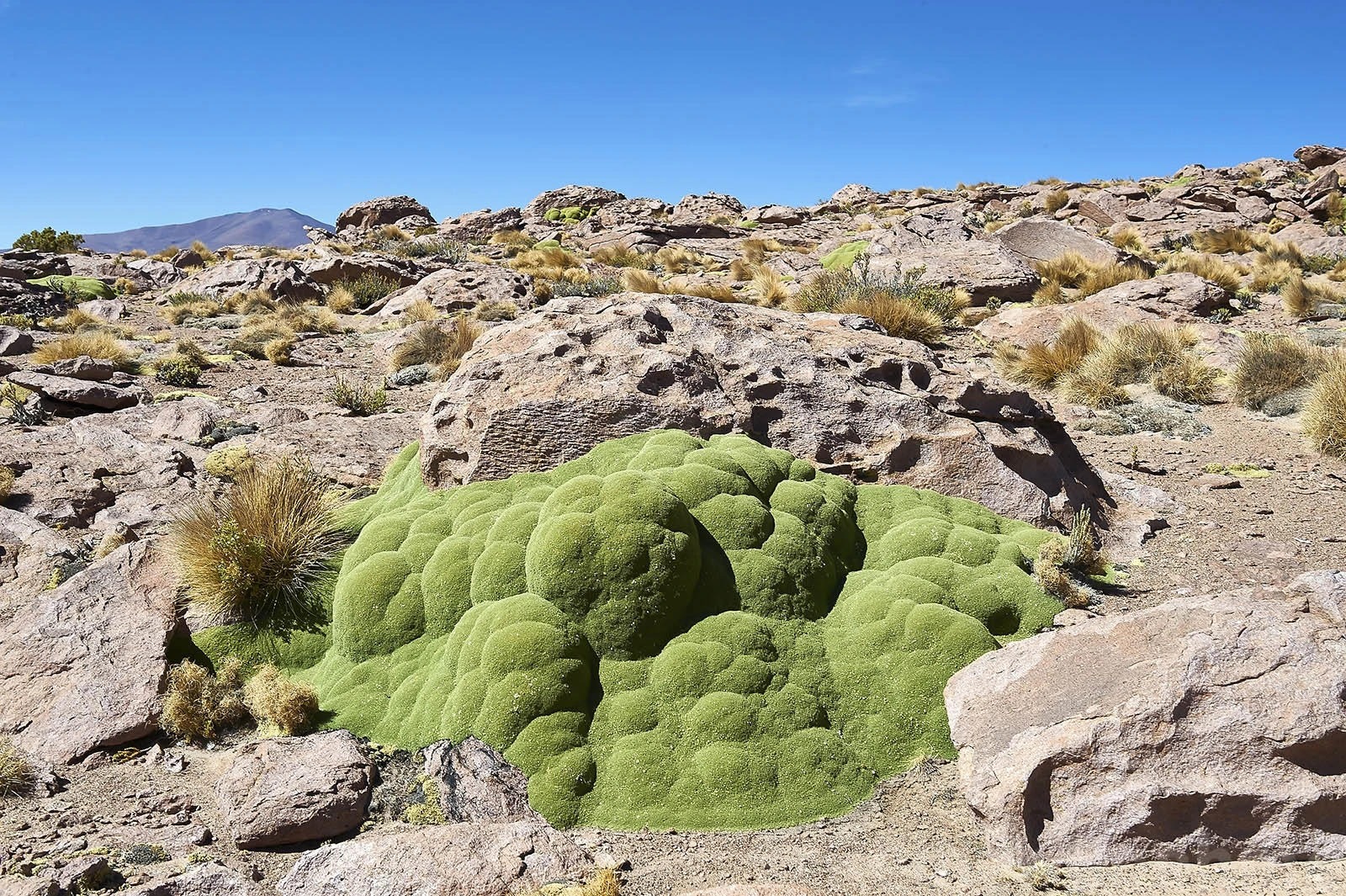 About 400 years old Yareta plant, Chile – photo by Reiner Boehme