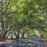 Tree tunnel along the coast