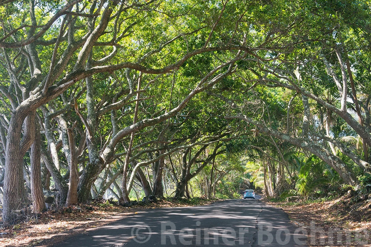 Tree tunnel along the coast, Hawaii – photo by Reiner Boehme