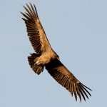 The condor flies