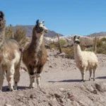 Lamas