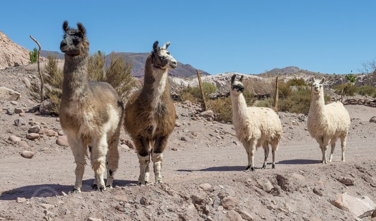 Lamas