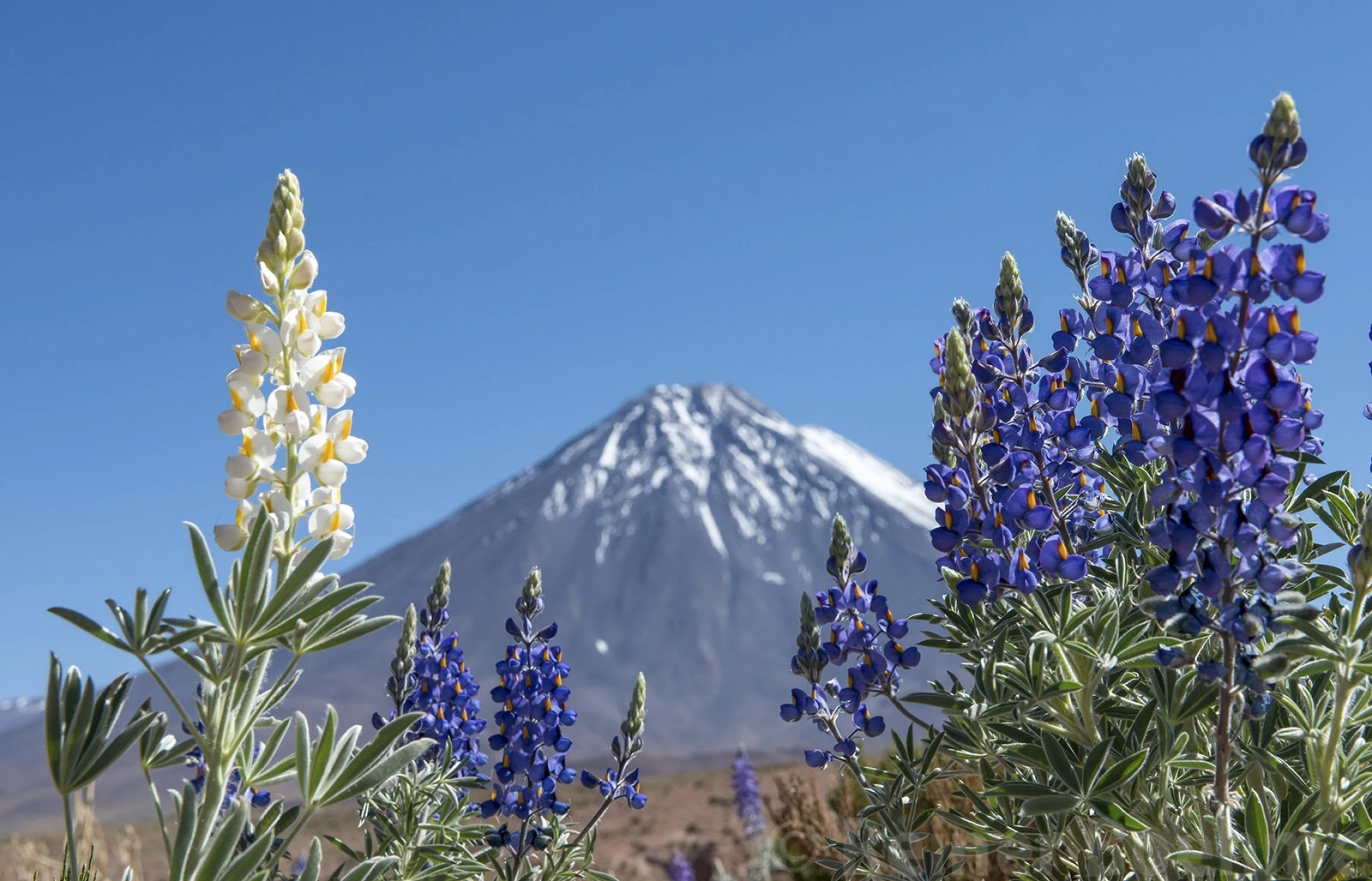 Flowers, Chile – photo by Reiner Boehme