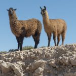 Lamas